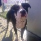 mi perrito aj ya tiene 1 ano y 6 meces 