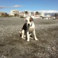 9 meses