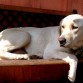 labrador descansando