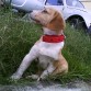 con su collar rojo.