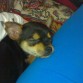 mi chispi dormido konmigoo