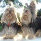 Saori y su hermanito oddie que en paz descanse.