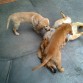 Canela (y su hermana Eva) haciendo que su mamá regrese a su etapa de cachorra... ¡se la pasan jugando todo el dia!