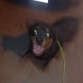 jugando con schatten