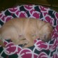 Aki esta Golfo descansando