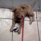 El pequeño oso! , el menor de todos los perros, es fue un recogido de casi un mes, y ahora tiene dos meses casi y medio.

Es el más regalon, se lleva bien con la perla cuando voy a la casa de mis padres, es muy sociable y jugueton, ama demasiado a los niños. Se esta acostumbrando a aceptar a los gatos y a otros perros mas chicos que él.

