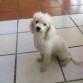 eya es coronita es un bb muiii jugetona le gusta muxo mojarse  y es muiii cariñosaa!!!

la amoo
♥♥♥