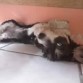 eya es susi lu es mui trakila pero alaves muii jugetona... le gusta muxo mojarse.. y es muii cariñosa y divertida..

p.d le gusta muxo dar besitos
jaja


la amoo!!!


♥♥♥