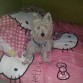Pepon en mi cama que le gusta mucho dormir hay