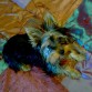 Rambo. Yorkshire Terrier de 2 años