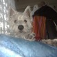 Despertando el flogo