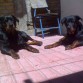 el de la derecha es athos y la de la izquierda es la madre se llama darka ahi estaba de 5 meses