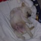 le gusta dormir asi