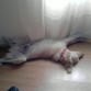 durmiendo