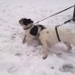 jugando en la nieve,atados porque estaba en celo,y despues sueltos y 2ºmontada