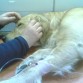 Esta foto fue en el veterinario malherido el pobre, la causa fue, un degenerado, por llamarlo asi, lo atropello y se dio la fuga, gracias a dios no paso nada y el skott siguio pefecto ;)