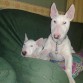 akiles con dana!