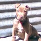 MI PERRO ACTUAL KANELO YA CONFORME  CRESCA IRE ANEXANDO MAS FOTOS