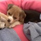 Lupe en su cama.