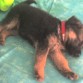 durmiendo la siesta