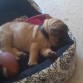 durmiendo a pata suelta