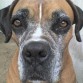 mi perrita tiene 10 años y la quiero un monto es como un tesoro para mi y ruego a dios que la tenga con vida para que nos siga aconpañando