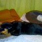 ja ja ja ahora esta dormido pero no le gustarian verlo despierto y activado ....ja