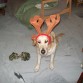 En Navidad,ejerciendo de reno,jejejejej