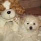 CAMILA EN SU CUCHA JUNTO A UNA FICTICIA MASCOTA DE PELUCHE.!!