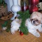 Navidades 2005