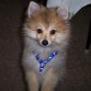 Ginger con 3 meses, 1 semana y 3 dias