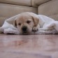 Kuma durmiendo.