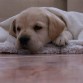 Kuma durmiendo 2.