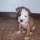 Tigger 2 semanas de nacido