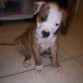 Tigger 2 semanas de nacido