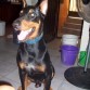 este es mi dobe "kyzer" de cariño "el pichi" 
