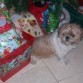 Navidades 2009