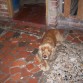 otto