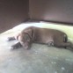 mi perra posando