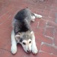 3 meses y poko recien llegado a casa
