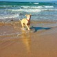 Sus paseos por la playa.
