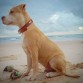 Careto y sus paseos por la playa