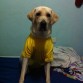 Marley con su camiseta amarilla =)