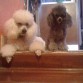 Rocko y pasita de chismositos en la escalera.