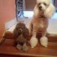 LA NEGRITA ES PASITA UNA FRENCH POODLE TACITA DE TE, Y EL DE BLANCO ES ROCKO UN FRENCH QUE ME VENDIERON Y SEGUN ERA TACITAY ME ENVIARON EL JARRON PERO NO NOS ARREPENTIMOS DE HABERLO COMPRADO 