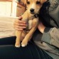 alguien sabe que razas puede tener mi nuevo cachorro ?? fue sacado de la calle y lo adopte ...pienso que tiene porte mediano de perros de caza de pluma pero nose muy bien aun .