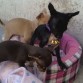 la pequeña cloe y la pequeña manzana