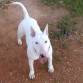 tora en el campo