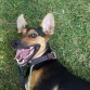 ME LLAMO LUKY Y SOY UNA MEZCLA DE PASTOR ALEMAN,MIS COLORES SON NEGRO FUEGO Y CANELA,ESTOY CASTRADO,TENGO LAS VACUNAS AL DIA Y LLEVO CHIP.SOY MUY CARIÑOSO Y PUEDO SER UN BUEN PERRO GUARDIAN.