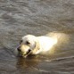 Como buen labrador amo el agua y mi pelota